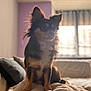 Twix participe au concours pour gagner de l'argent avec cette photo : dog, pet, small_dog, fluffy, indoor, blanket, couch, window, curtains, purple_wall, fur, ears, sitting, cozy, soft_light, portrait, animal, companion, home, relaxed