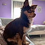 Twix a rejoint le concours — aidez-le/la à gagner de superbes lots ! dog, small_dog, puppy, sitting, fur, ears, indoors, couch, blanket, home, pet, brown_fur, white_fur, cozy, window, purple_wall, floor, furniture, animal, companion
