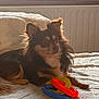 dog, pet, brown, tan, fluffy, toy, plastic_rings, bed, blanket, cozy, indoor, window, light, relaxed, animal, fur, ears, snout, paw, resting