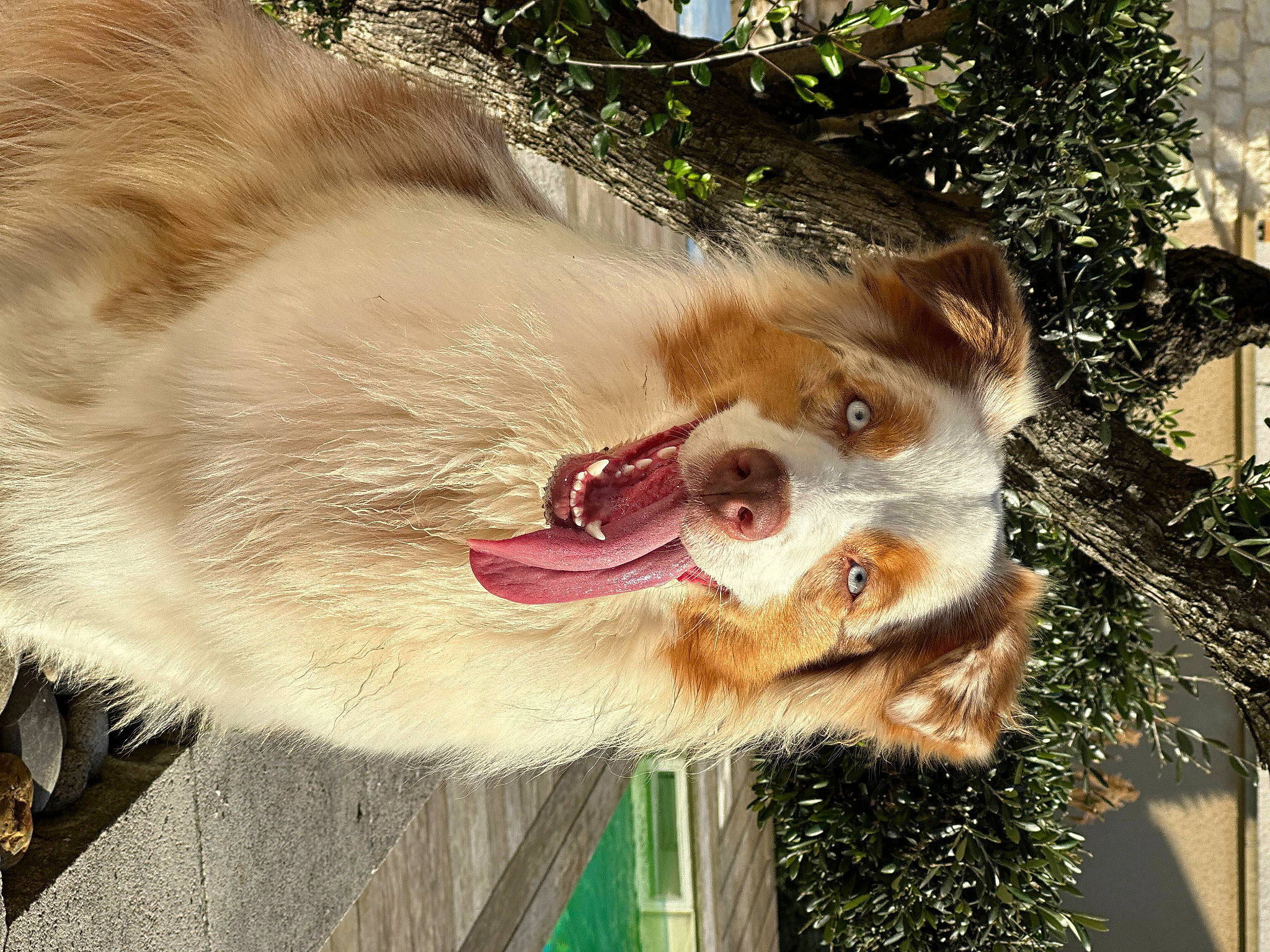 Samba participe au concours pour gagner de l'argent avec cette photo : carnivore, collar, companion_dog, dog, dog_breed, dog_collar, dog_supply, eyewear, fang, fur, german_spitz, leash, plant, snout, spitz, sunglasses, tree, whiskers, window, yawn