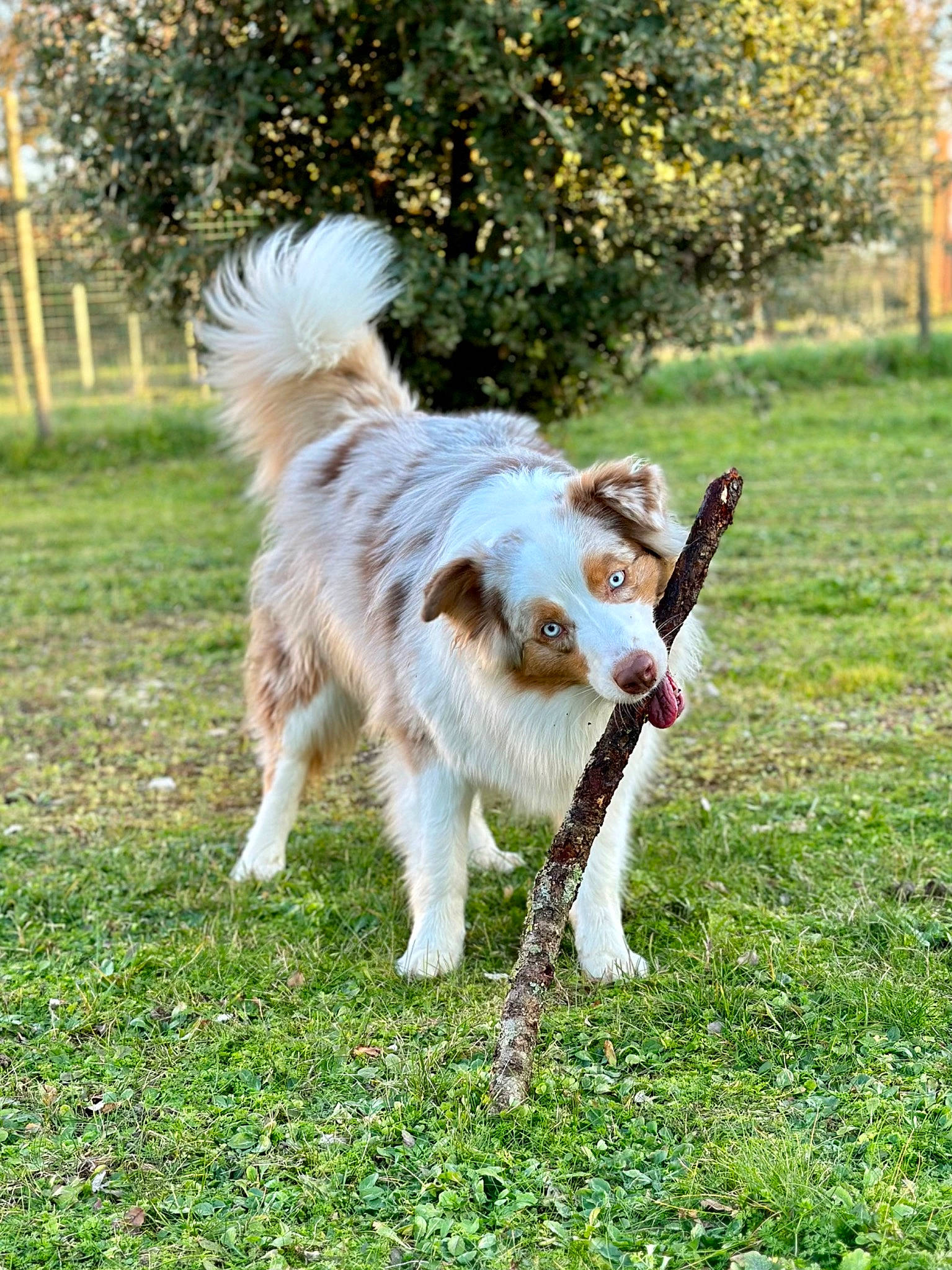 Samba a rejoint le concours — aidez-le/la à gagner de superbes lots ! canidae, carnivore, companion_dog, dog, dog_breed, fawn, fur, grass, grassland, pasture, plant, sporting_group, tail, terrestrial_animal, tree, working_dog