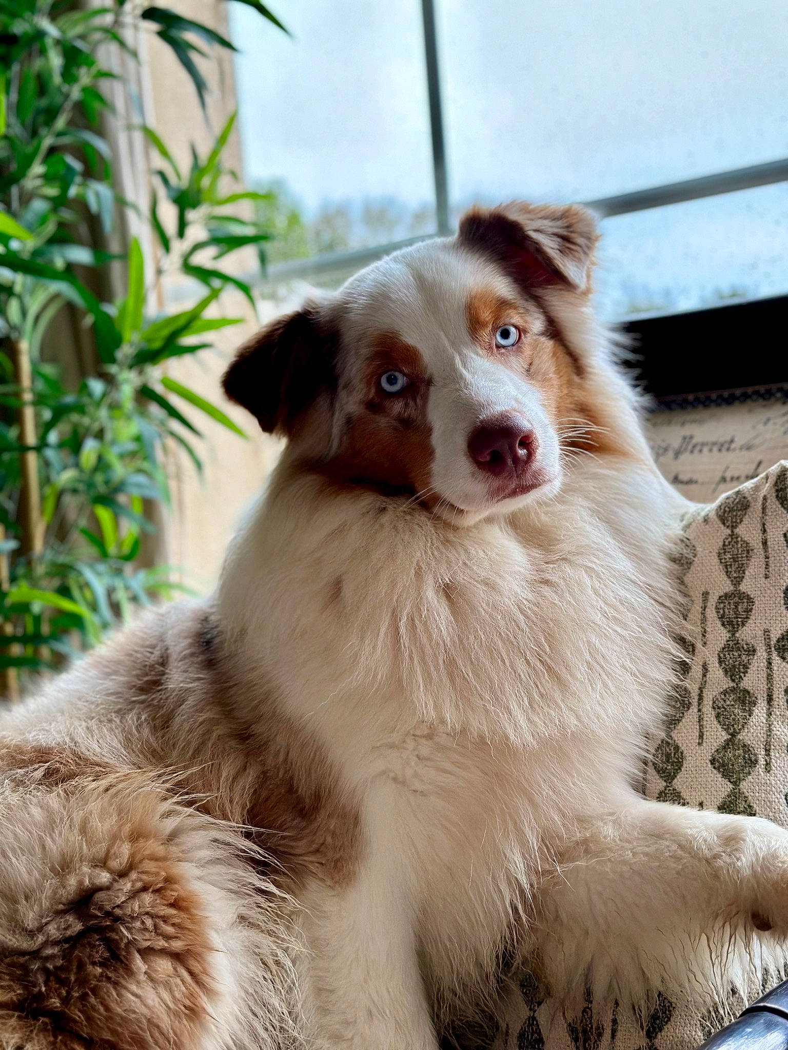 Samba a rejoint le concours — aidez-le/la à gagner de superbes lots ! australian_shepherd, border_collie, canidae, carnivore, companion_dog, dog, dog_breed, fang, fawn, fur, herding_dog, jaw, plant, sky, snout, sporting_group, terrestrial_animal, whiskers, working_animal, working_dog