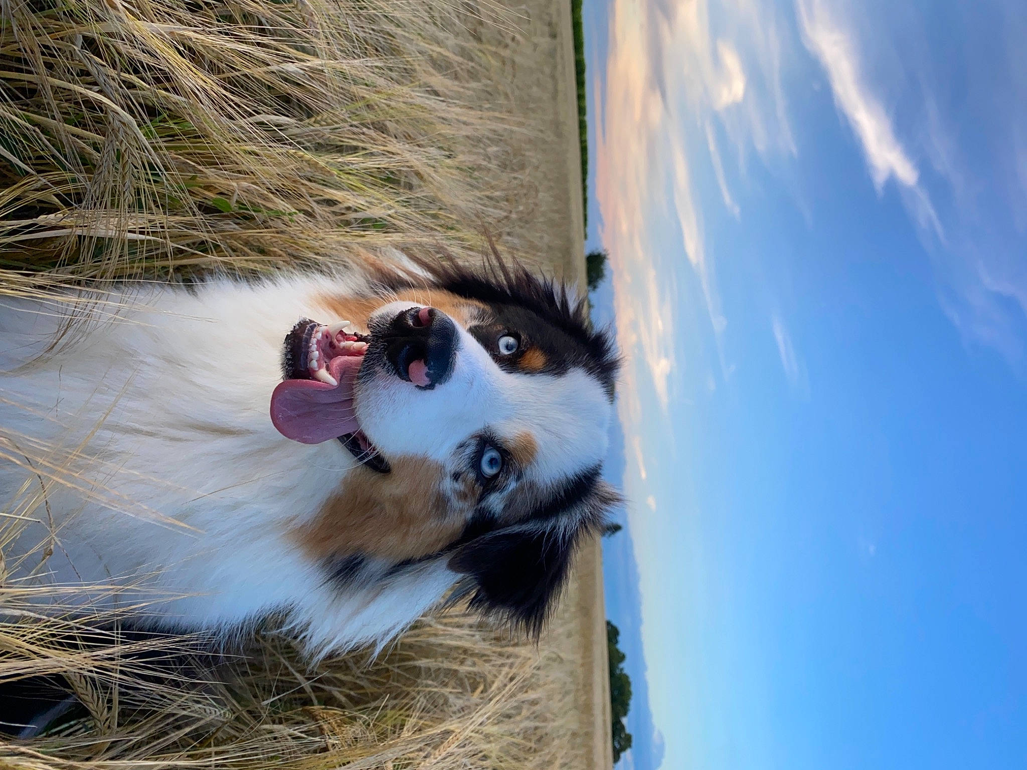 Rayban a rejoint le concours — aidez-le/la à gagner de superbes lots ! canidae, carnivore, cloud, collie, companion_dog, dog, dog_breed, fawn, felidae, fur, grass, herding_dog, scotch_collie, shetland_sheepdog, sky, snout, sporting_group, terrestrial_animal, tree, whiskers