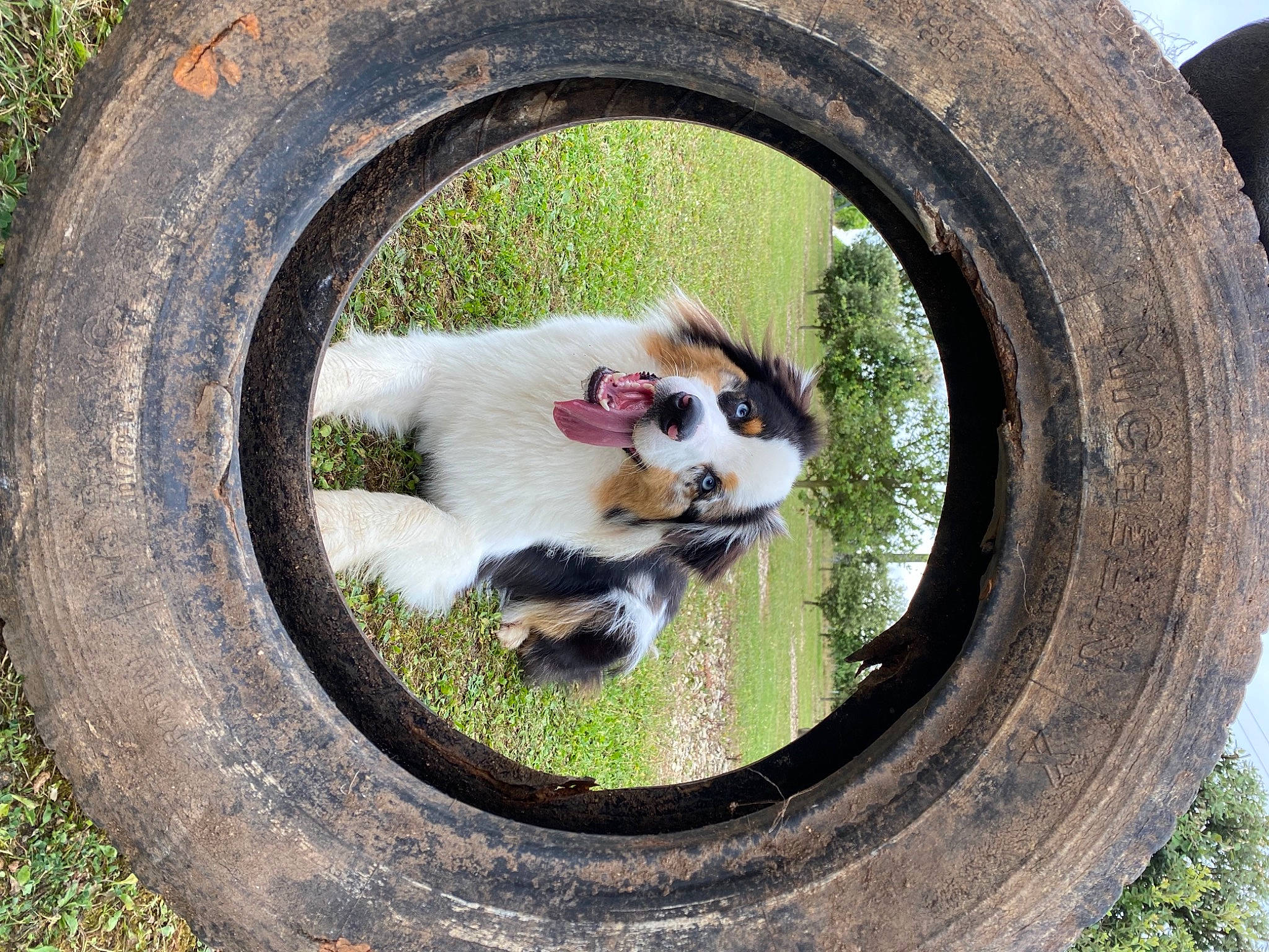 Rayban participe au concours pour gagner de l'argent avec cette photo : auto_part, automotive_tire, automotive_wheel_system, carnivore, circle, felidae, grass, motor_vehicle, pet_supply, plant, rim, snout, spoke, synthetic_rubber, tail, tire, tread, tree, wheel, whiskers