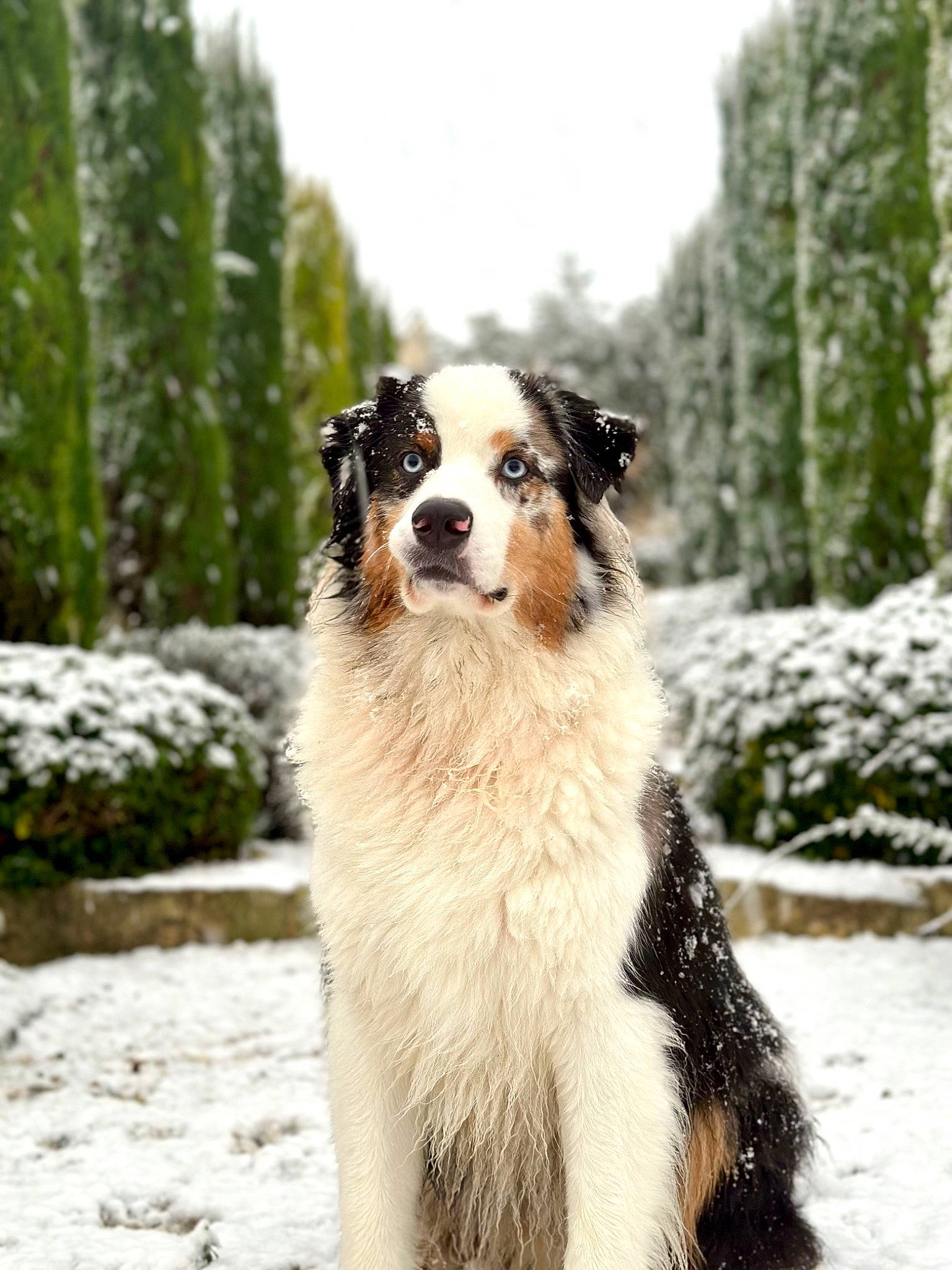 Rayban participe au concours pour gagner de l'argent avec cette photo : australian_shepherd, canidae, carnivore, companion_dog, dog, dog_breed, fawn, freezing, fur, plant, sky, snout, snow, sporting_group, tail, terrestrial_animal, tree, wildlife, winter, working_animal