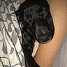 Hope participe au concours pour gagner de l'argent avec cette photo : animal, bed, black_dog, blanket, close_up, comfort, cozy, cute, dog, domestic, human_arm, indoor, peaceful, pet, puppy, relaxation, resting, sleeping, snuggle, soft_lighting