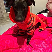 Hope participe au concours pour gagner de l'argent avec cette photo : animal, bed, black_dog, blanket, clothing, cozy, curious, cute, dog, furniture, hoodie, indoor, paw, person_partial, pet, pink, red, resting, striped, window