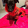 animal, bed, black_dog, blanket, clothing, cozy, curious, cute, dog, furniture, hoodie, indoor, paw, person_partial, pet, pink, red, resting, striped, window