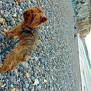 Odie participe au concours pour gagner de l'argent avec cette photo : animal, buildings, cliffs, coast, curious, daytime, dog, fur, landscape, leash, nature, outdoor, pebble_beach, pet, rocks, shore, sky, small_dog, travel, walking