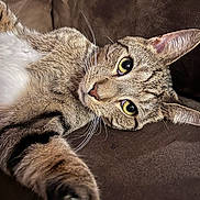 Maxwell is registered to the contest to win money with this photo: cat, tabby_cat, pet, feline, whiskers, fur, eyes, nose, ears, paws, couch, indoor, relaxing, closeup, mammal, animal, cute, lying_down, soft_texture, brown_background