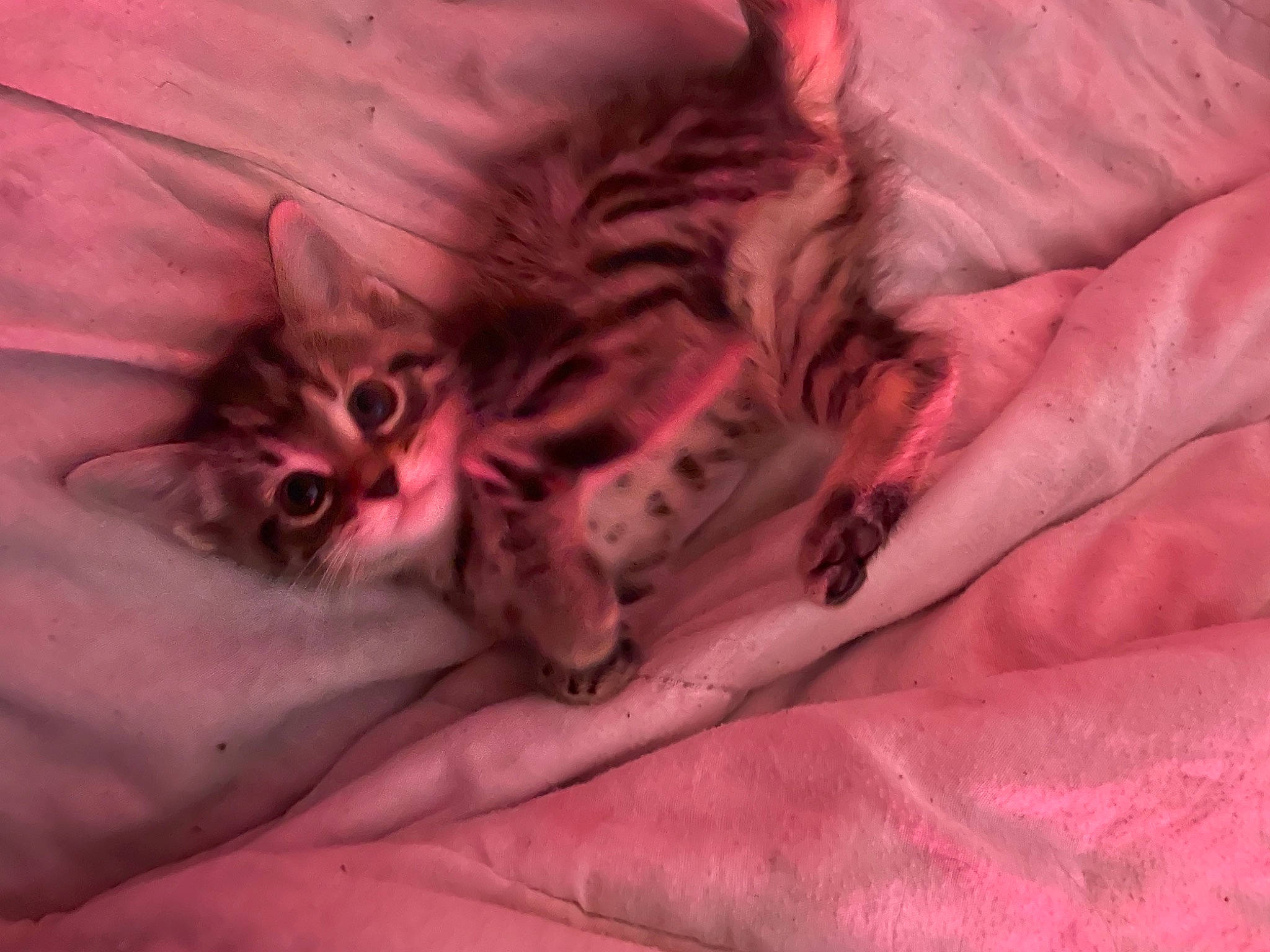 Kora joined the competition — help win amazing prizes! bed, bed_sheet, bedding, carnivore, cat, close_up, comfort, felidae, fur, grey, linens, magenta, paw, peach, petal, pink, plant, small_to_medium_sized_cats, terrestrial_animal, whiskers