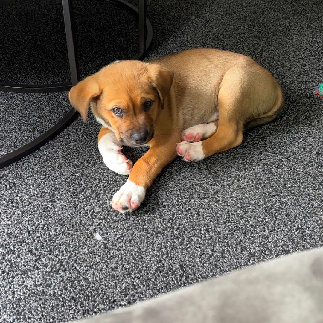 Atlas is registered to the contest to win money with this photo: animal, brown_fur, carpet, cozy, curious, cute, dog, floor, furniture, home, indoor, laying_down, living_room, pet, puppy, small_dog, table, toy, white_paws, wood