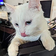 Clara is registered to the contest to win money with this photo: animal, background_blur, blue_eyes, cat, claws, close_up, curious, cute, domestic_cat, face, feline, fur, indoor, licking, nose, paws, pet, portrait, whiskers, white_cat