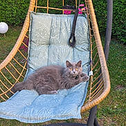 Milo participe au concours pour gagner de l'argent avec cette photo : cat, gray_cat, fluffy, hanging_chair, cushion, outdoor, garden, greenery, grass, plant, pet, animal, relaxing, feline, nature, leaves, wood, seat, curious, resting