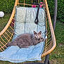 cat, gray_cat, fluffy, hanging_chair, cushion, outdoor, garden, greenery, grass, plant, pet, animal, relaxing, feline, nature, leaves, wood, seat, curious, resting