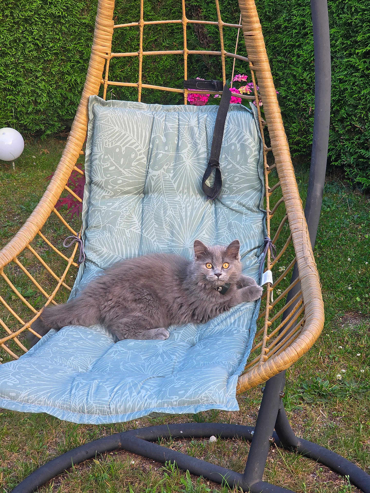Milo participe au concours pour gagner de l'argent avec cette photo : cat, gray_cat, fluffy, hanging_chair, cushion, outdoor, garden, greenery, grass, plant, pet, animal, relaxing, feline, nature, leaves, wood, seat, curious, resting
