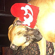 Sammie is registered to the contest to win money with this photo: dog, carpet, floor, indoors, animal, pet, lying_down, tan_fur, heart_shape, red_color, white_design, looking_sideways, flash, close_up, mammal, domestic_animal, resting, large_dog, quiet, calm