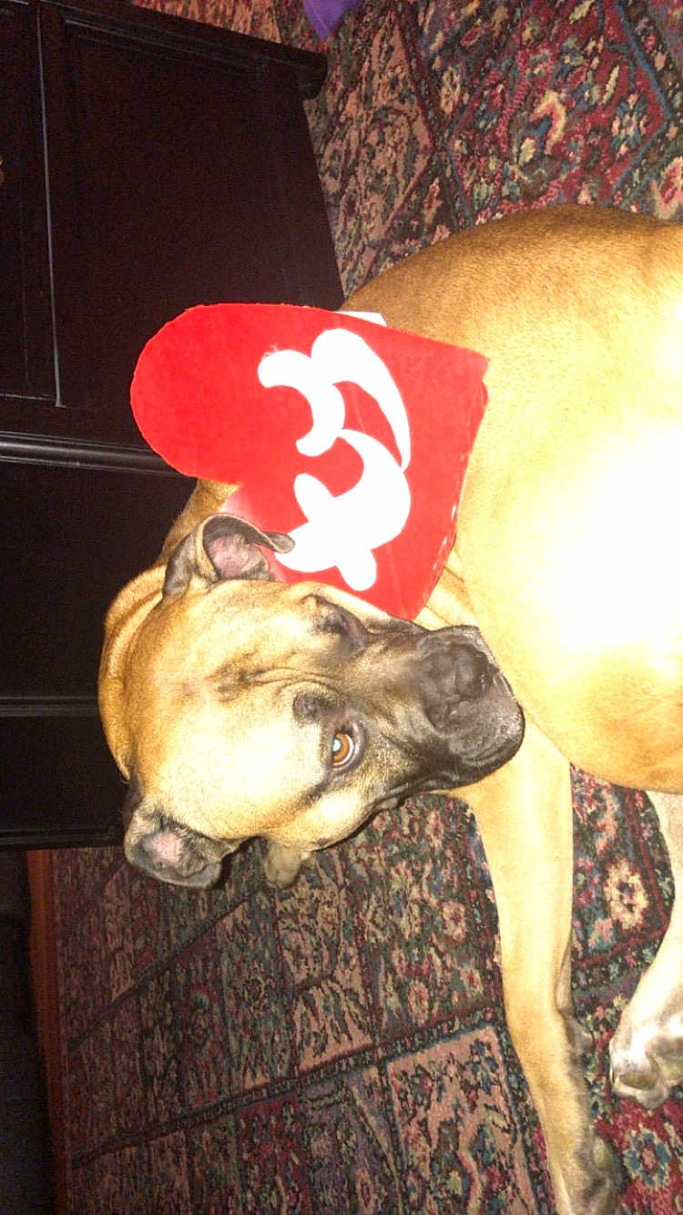Sammie is registered to the contest to win money with this photo: dog, carpet, floor, indoors, animal, pet, lying_down, tan_fur, heart_shape, red_color, white_design, looking_sideways, flash, close_up, mammal, domestic_animal, resting, large_dog, quiet, calm