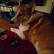 Klein is registered to the contest to win money with this photo: dog, corgi, blanket, indoor, pet, fur, animal, lying_down, red, brown, white, ears, face, floor, furniture, shelf, cozy, home, resting, canine