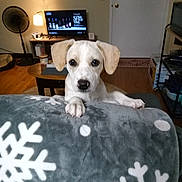 Mia is registered to the contest to win money with this photo: dog, puppy, blanket, snowflake_pattern, living_room, television, fan, wooden_floor, table, door, shelf, box, lamp, indoor, pet, curious, cozy, furniture, floor_rug, paw
