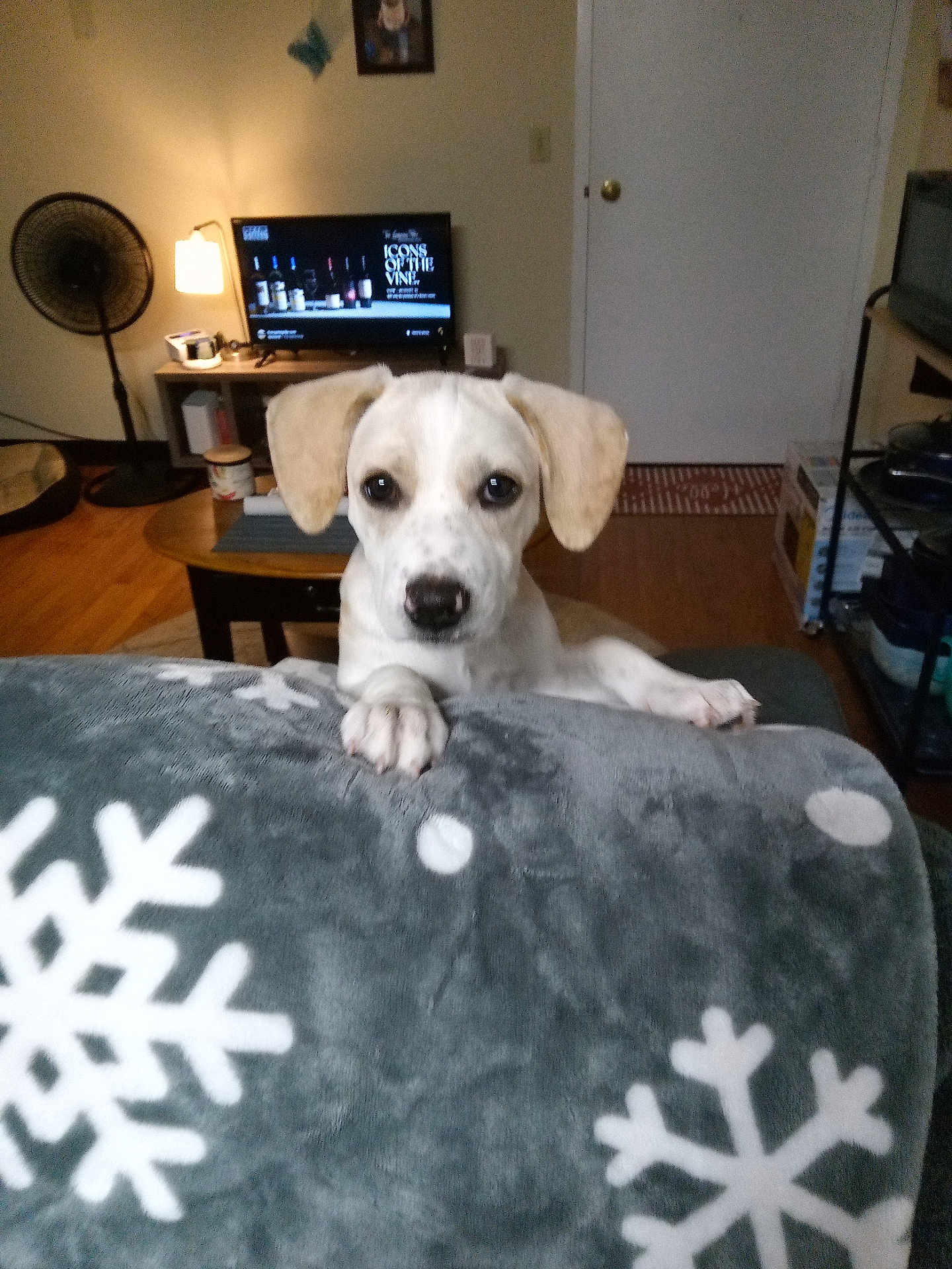 Mia is registered to the contest to win money with this photo: dog, puppy, blanket, snowflake_pattern, living_room, television, fan, wooden_floor, table, door, shelf, box, lamp, indoor, pet, curious, cozy, furniture, floor_rug, paw