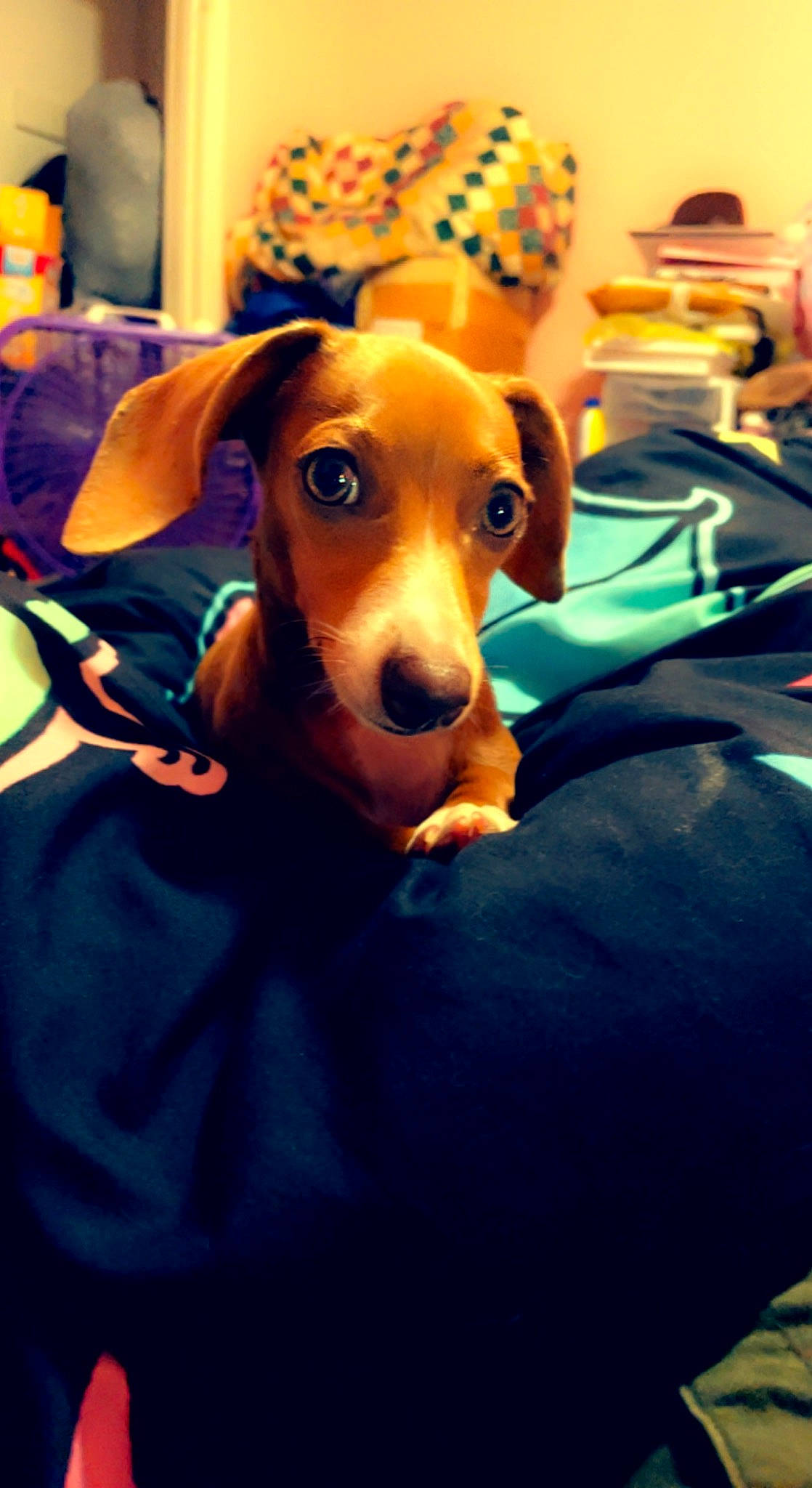 Lizzy is registered to the contest to win money with this photo: canidae, carnivore, chair, comfort, companion_dog, dog, dog_breed, dog_supply, electric_blue, fawn, hound, puppy, scent_hound, sporting_group, whiskers, working_animal