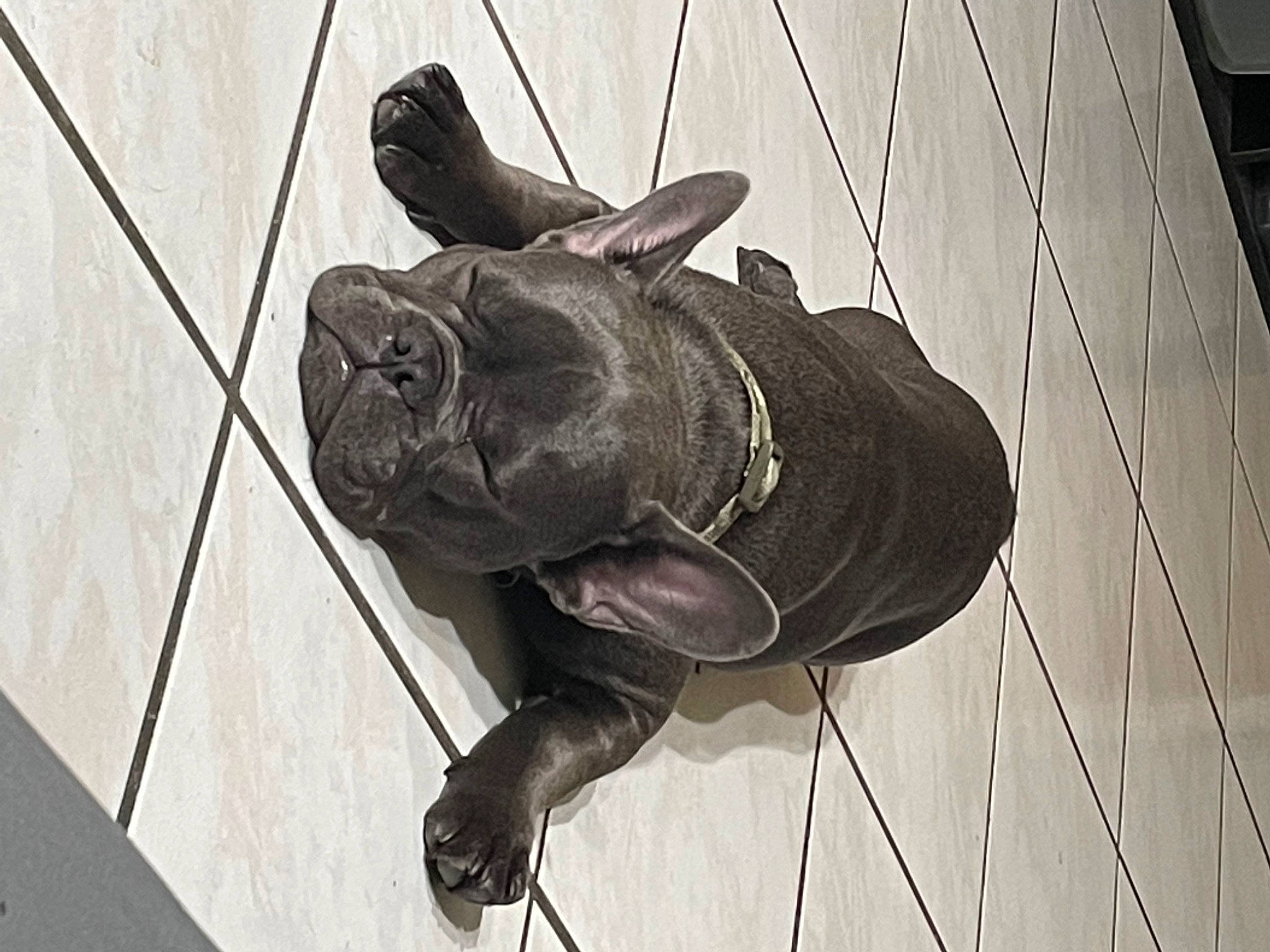 Keanu joined the competition — help win amazing prizes! carnivore, dog, dog_breed, flooring, grey, human_leg, metal, monochrome, monochrome_photography, outdoor_shoe, personal_protective_equipment, sculpture, snout, sporting_group, tail, terrestrial_animal, window, wood, working_animal, wrinkle