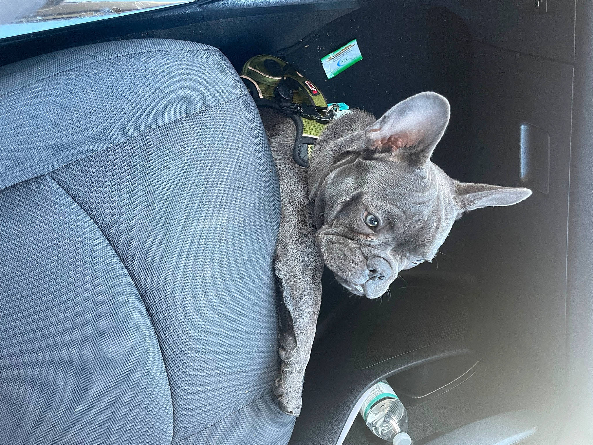 Keanu joined the competition — help win amazing prizes! auto_part, car, car_seat, car_seat_cover, carnivore, cat, comfort, electric_blue, family_car, felidae, grey, motor_vehicle, personal_luxury_car, plant, russian_blue, small_to_medium_sized_cats, vehicle, vehicle_door, whiskers, window