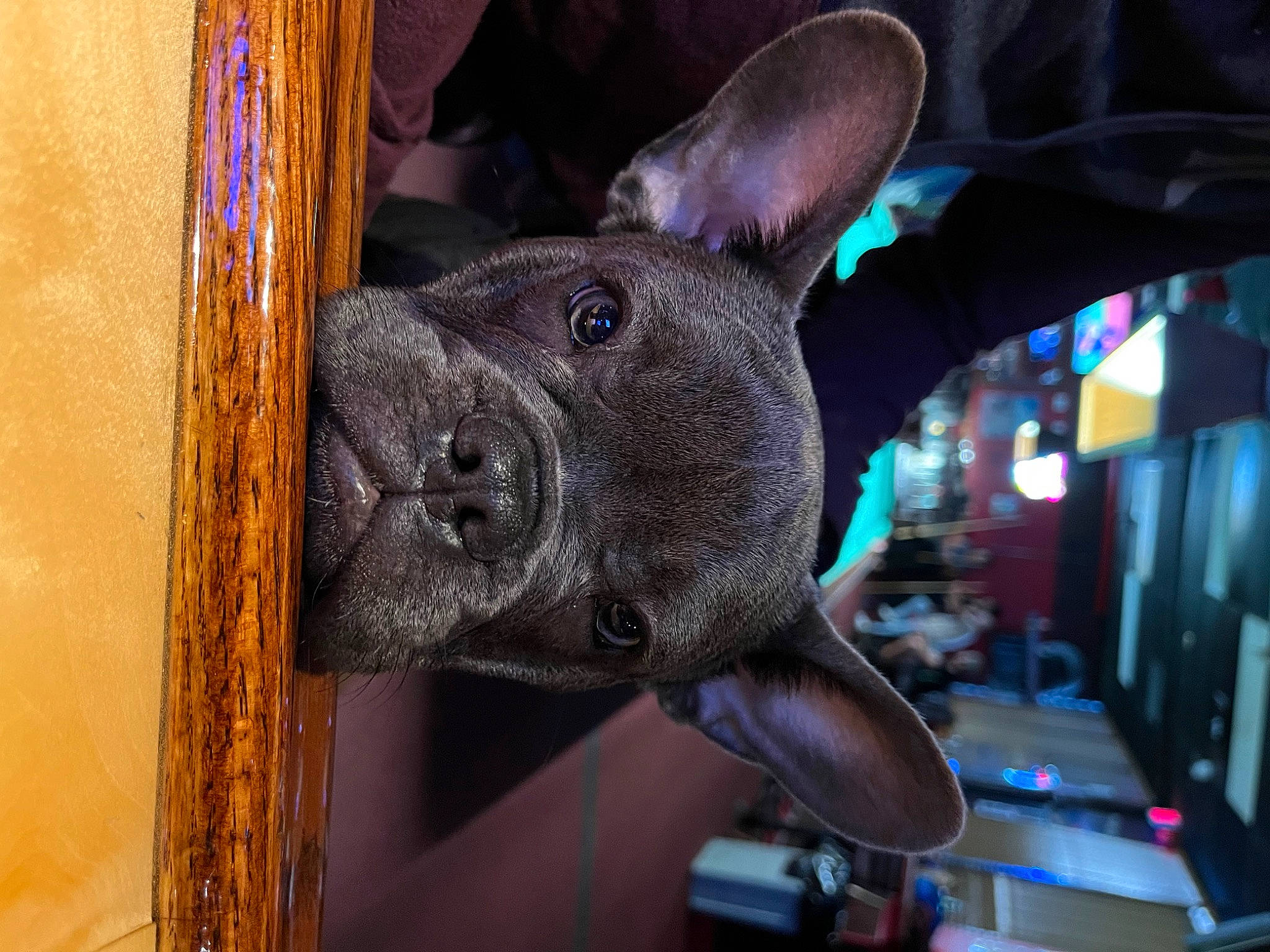 Keanu joined the competition — help win amazing prizes! carnivore, dog, dog_breed, ear, electric_blue, fawn, metal, non_sporting_group, sculpture, snout, sporting_group, terrestrial_animal, wood, working_animal