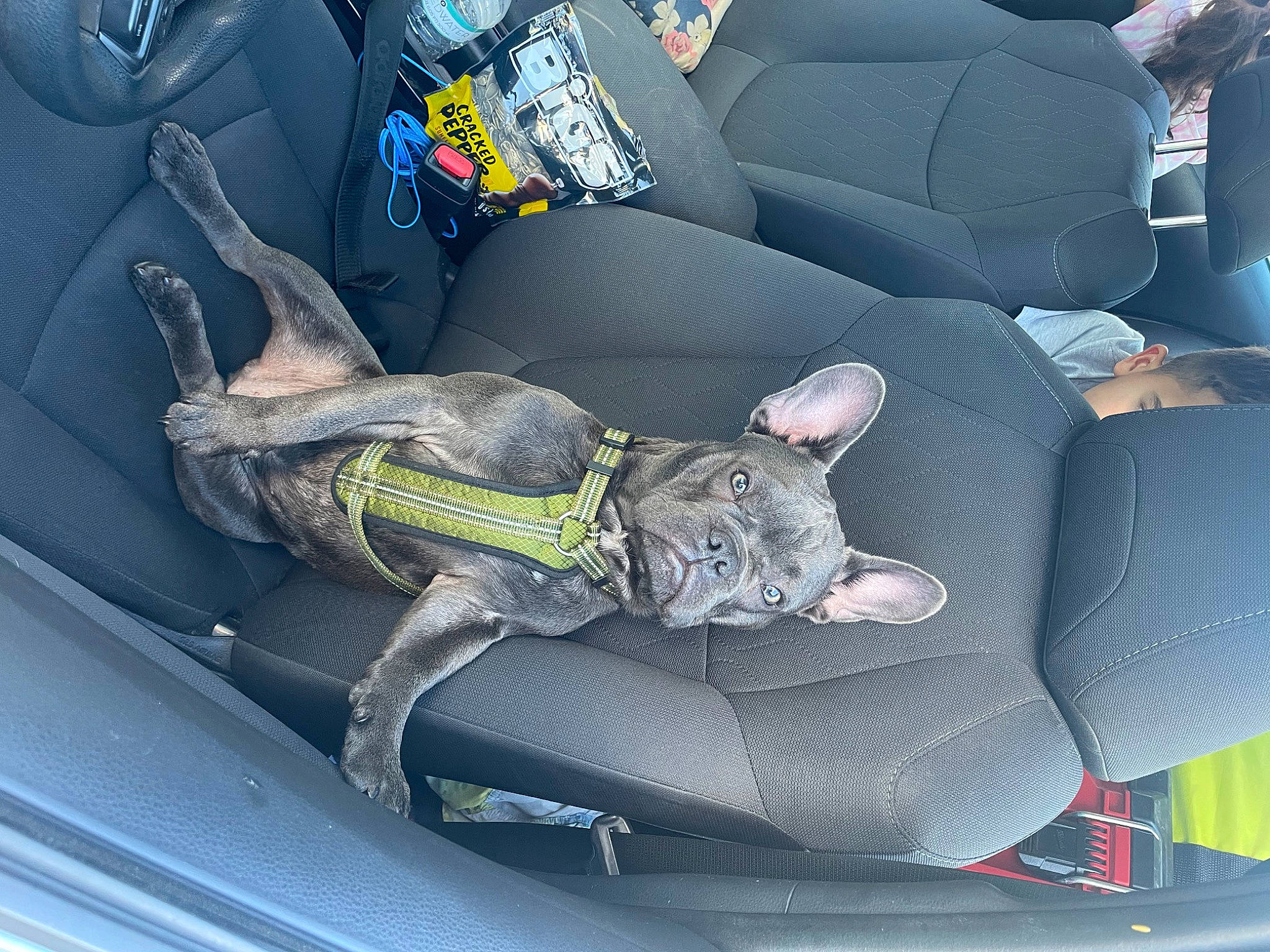 Keanu is registered to the contest to win money with this photo: armrest, auto_part, automotive_design, automotive_exterior, car, car_seat, car_seat_cover, comfort, electric_blue, family_car, head_restraint, luxury_vehicle, mid_size_car, motor_vehicle, personal_luxury_car, plant, steering_wheel, vehicle, vehicle_door, window