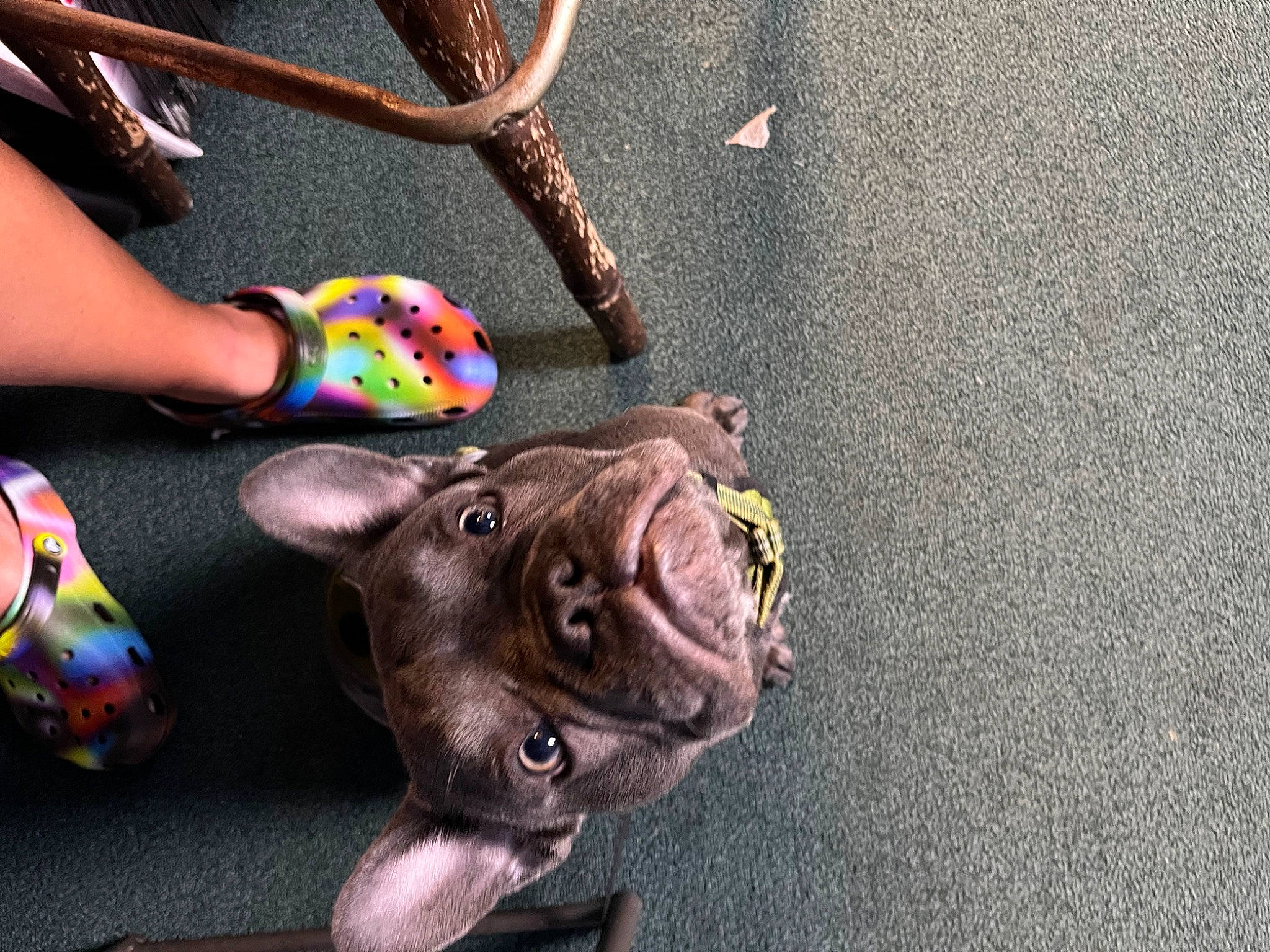 Keanu joined the competition — help win amazing prizes! artifact, asphalt, concrete, dog_breed, fashion_accessory, fawn, foot, fur, gesture, human_leg, leash, nail, personal_protective_equipment, recreation, road_surface, snout, stuffed_toy, toy, visual_arts, working_animal