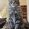 Gizmo joined the competition — help win amazing prizes! animal, cat, cozy, ears, eyes, fluffy, furniture, gray_fur, indoors, kitten, leather_chair, living_room, long_hair, pet, photography, portrait, shelf, sitting, tabby, whiskers