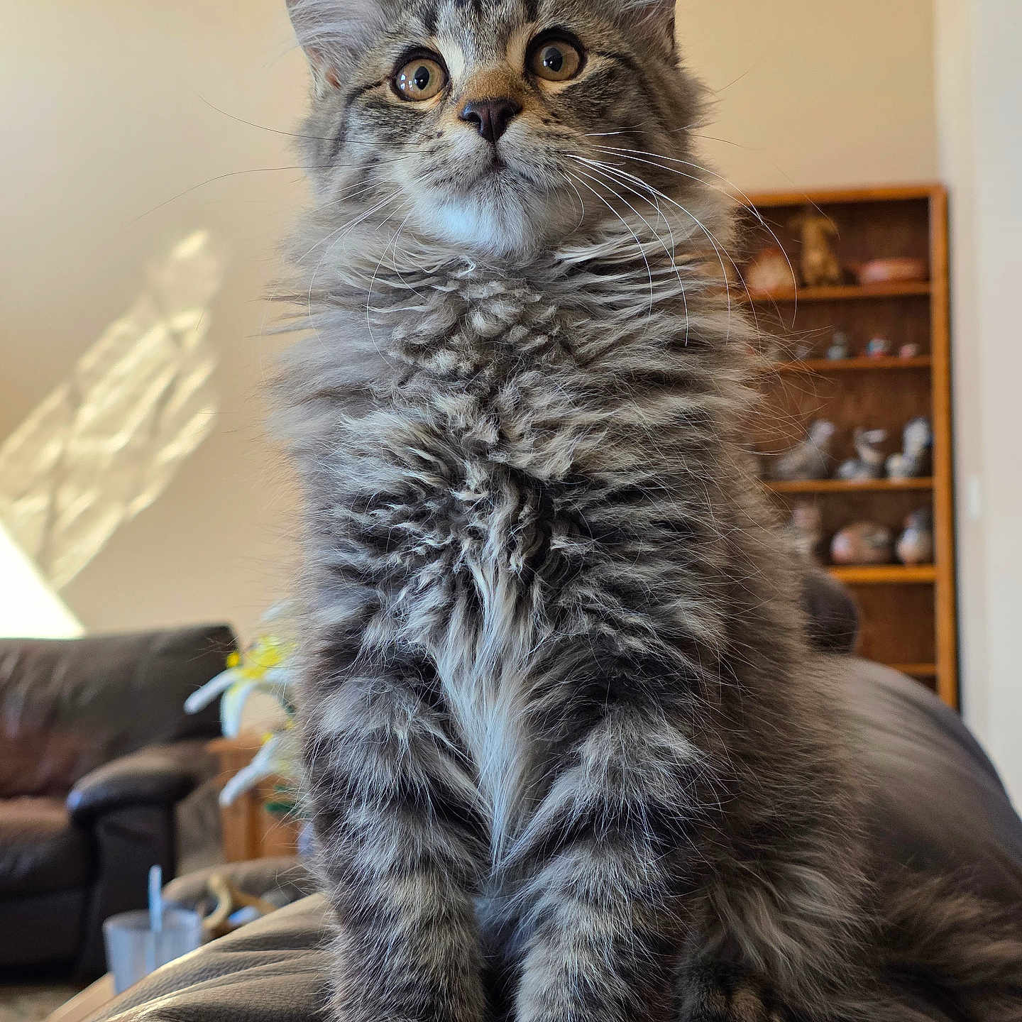 Gizmo