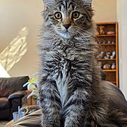 Gizmo is registered to the contest to win money with this photo: blue_eyes, cat, closeup, cozy, ears, fluffy, furniture, gray_fur, indoor, kitten, leather_chair, living_room, long_hair, pet, portrait, shelf, sitting, striped_fur, tabby, whiskers
