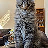blue_eyes, cat, closeup, cozy, ears, fluffy, furniture, gray_fur, indoor, kitten, leather_chair, living_room, long_hair, pet, portrait, shelf, sitting, striped_fur, tabby, whiskers