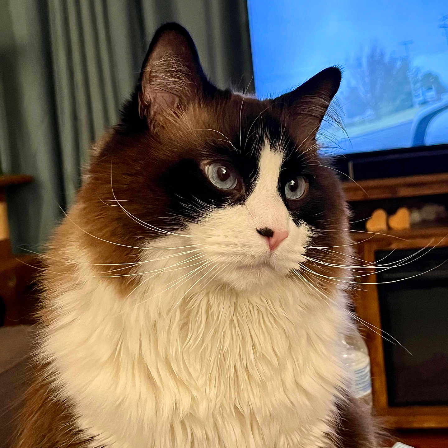 Kitchi joined the competition — help win amazing prizes! animal, black, blue_eyes, brown, calm, cat, close_up, curtains, domestic_animal, fluffy, fur, furniture, indoor, pet, portrait, table, television, water_bottle, whiskers, white