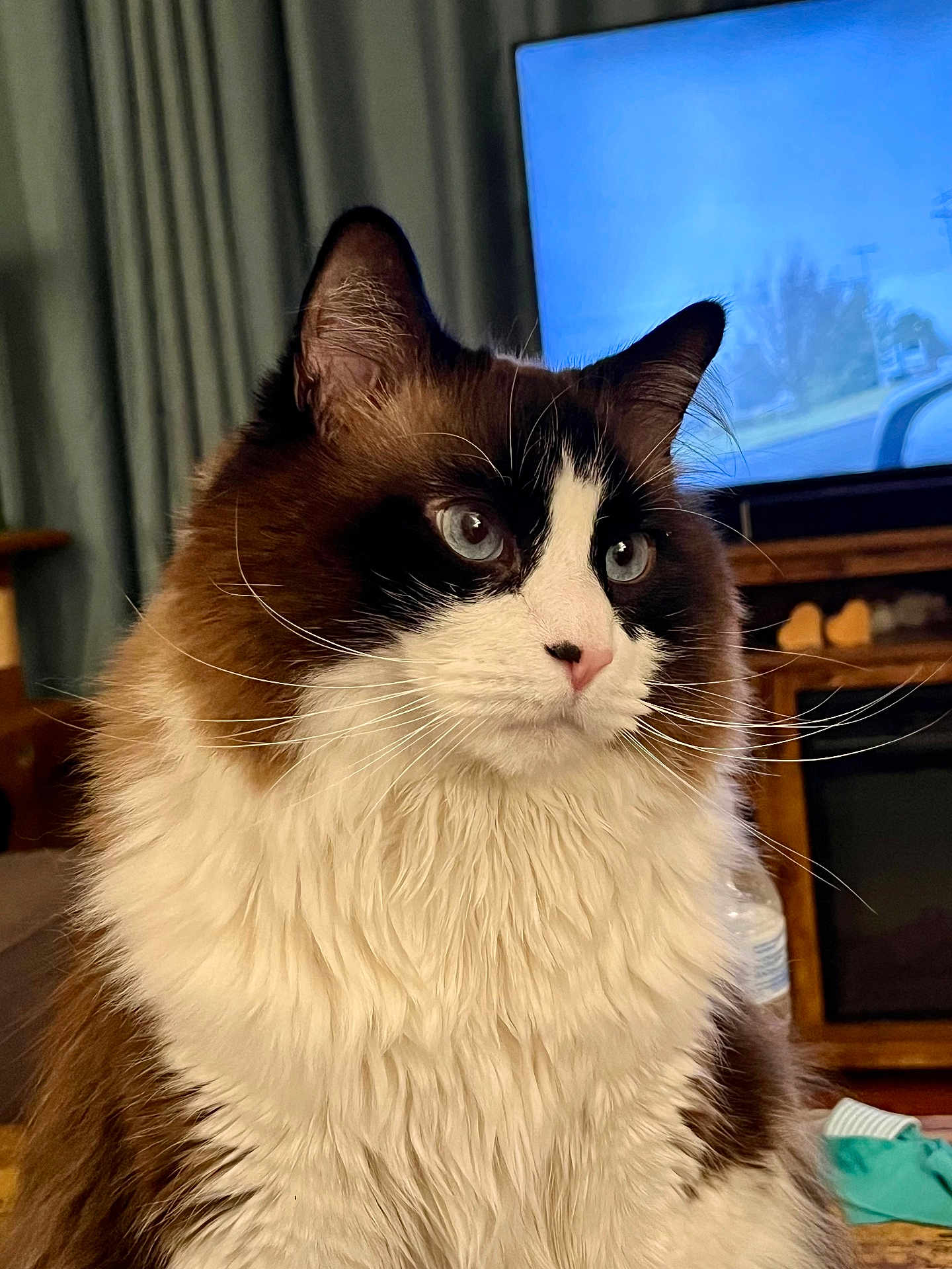 Kitchi joined the competition — help win amazing prizes! cat, fluffy, blue_eyes, indoor, furniture, television, whiskers, close_up, portrait, pet, domestic_animal, fur, curtains, table, water_bottle, brown, white, black, calm, animal