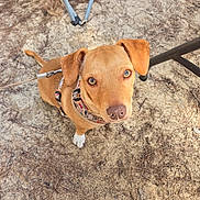Luna joined the competition — help win amazing prizes! dog, brown_dog, white_paw, collar, leash, sandy_ground, pine_needles, outdoor, looking_up, pet, animal, canine, metal_structure, footwear, sandal, close_up, curious, daylight, nature, ground_texture