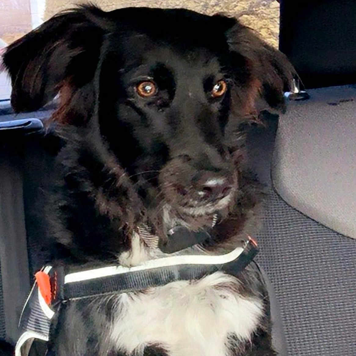 Tsuky a rejoint le concours — aidez-le/la à gagner de superbes lots ! alert, animal, black_dog, brown_eyes, canine, car_seat, close_up, companion, dog, domestic_animal, fur, harness, inside_car, pet, seatbelt, sitting, transport, travel, vehicle, white_fur