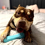 Money joined the competition — help win amazing prizes! dog, pet, bed, toy, chew_toy, brown_dog, happy, playful, close_up, indoor, paw, canine, animal, cute, friendly, portrait, smiling, fur, domestic_animal, bedroom