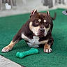 Money joined the competition — help win amazing prizes! dog, pet, animal, brown, white, green_carpet, toy, chew_toy, outdoor, paw, face, ears, fur, lying_down, looking, alert, muscular, expression, canine, companion
