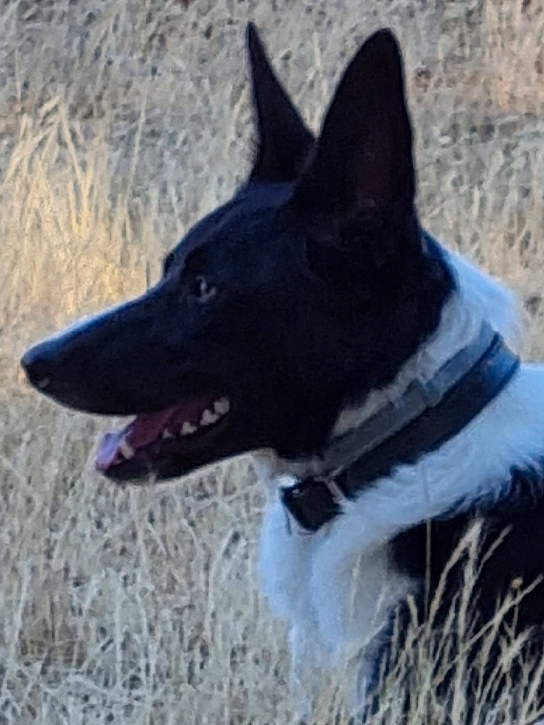 Seia participe au concours pour gagner de l'argent avec cette photo : canidae, carmine, carnivore, collar, companion_dog, dog, dog_breed, dog_collar, electric_blue, grass, herding_dog, non_sporting_group, plant, russo_european_laika, snout, sporting_group, tail, terrestrial_animal, working_animal, working_dog