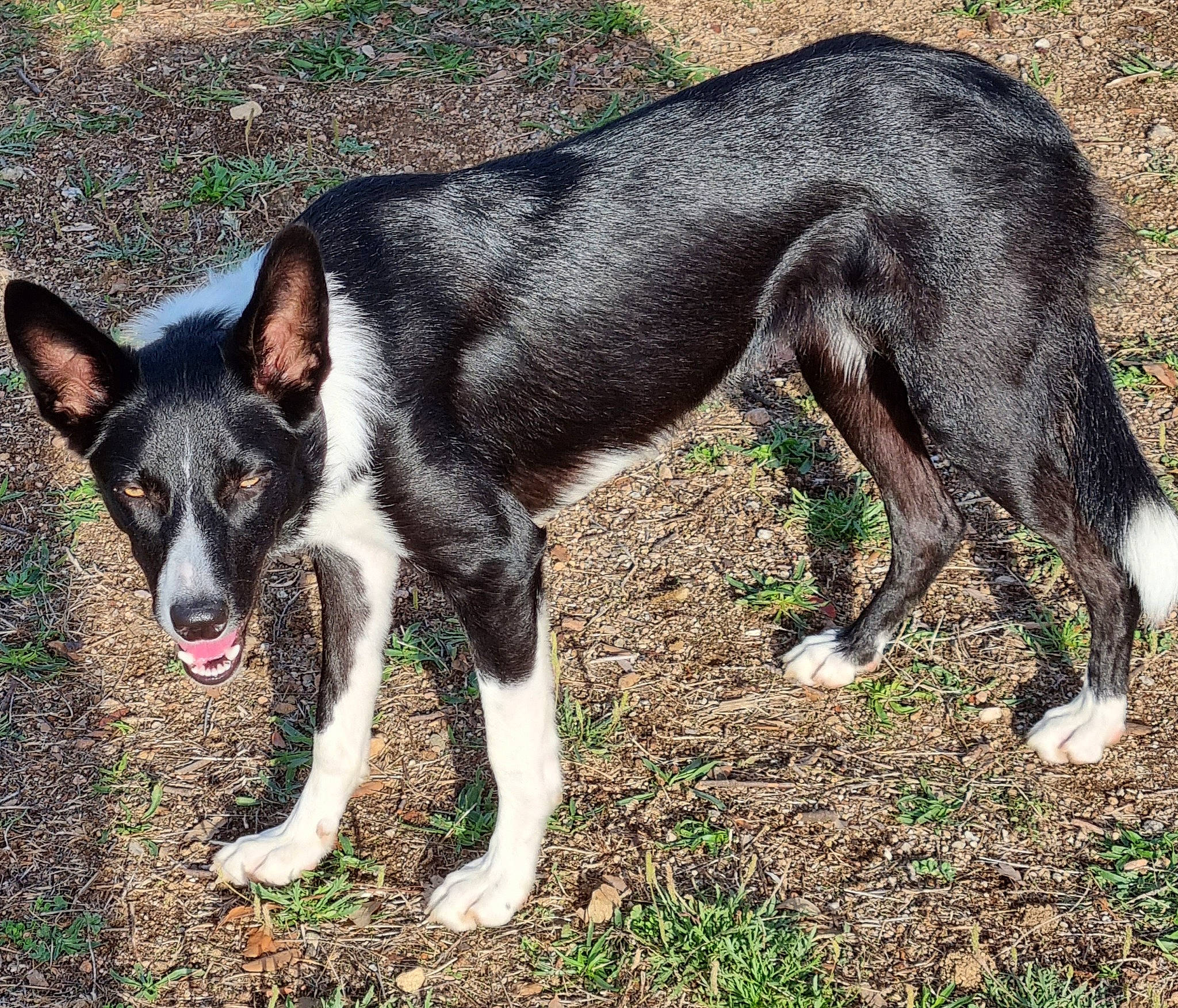 Seia participe au concours pour gagner de l'argent avec cette photo : art, canidae, carnivore, collar, companion_dog, dog, dog_breed, dog_supply, grass, herding_dog, hunting_dog, mcnab, non_sporting_group, plant, snout, sporting_group, tail, terrestrial_animal, working_animal, working_dog