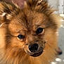 Simba participe au concours pour gagner de l'argent avec cette photo : dog, fluffy, close_up, brown_fur, pet, canine, animal, outdoor, cute, face, ears, nose, portrait, furry, friendly, domestic_animal, mammal, adorable, companion, curious