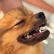 Simba a rejoint le concours — aidez-le/la à gagner de superbes lots ! dog, close_up, happy, smiling, teeth, mouth_open, fur, fluffy, sunlight, outdoor, pet, canine, animal, portrait, nose, whiskers, snout, brown_fur, joyful, relaxed