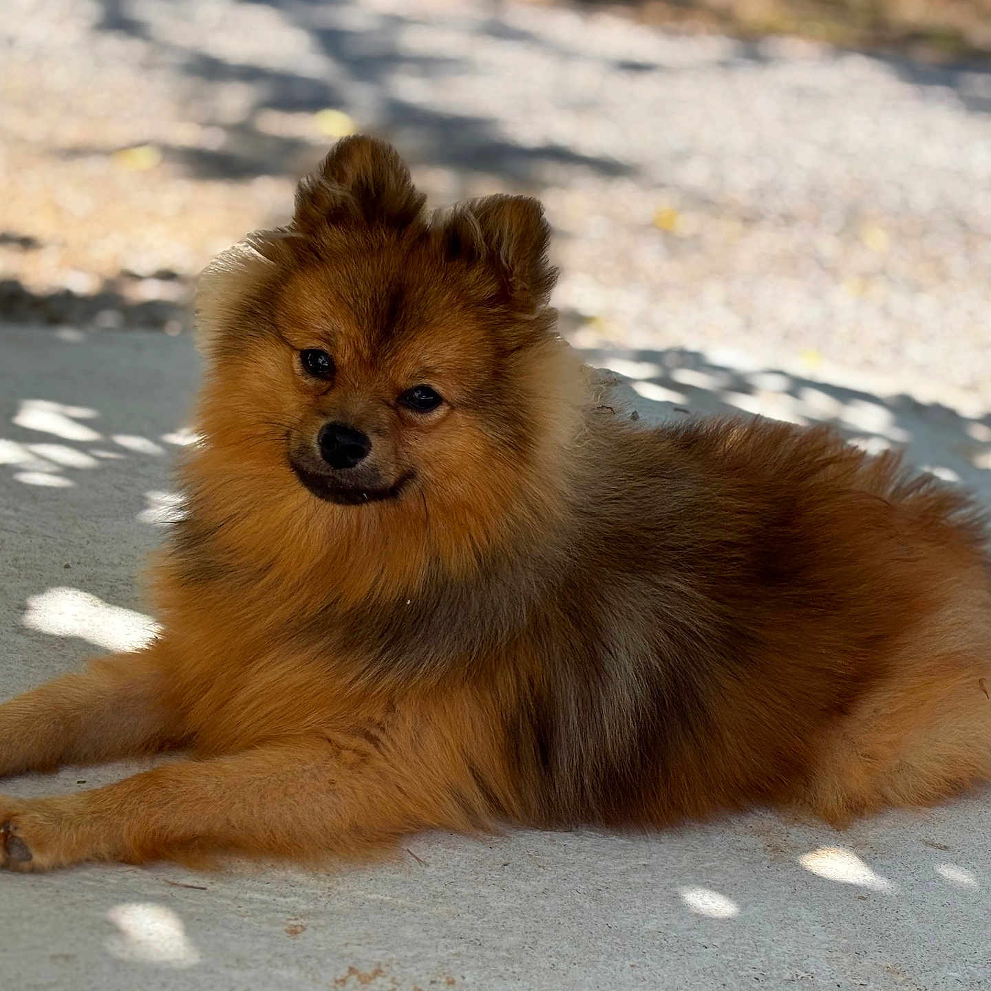Simba a rejoint le concours — aidez-le/la à gagner de superbes lots ! animal, brown_fur, canine, concrete, cute, daylight, dog, ears, fluffy, furry, lying_down, nature, outdoor, paws, pet, relaxed, resting, shadows, sunlight, tail