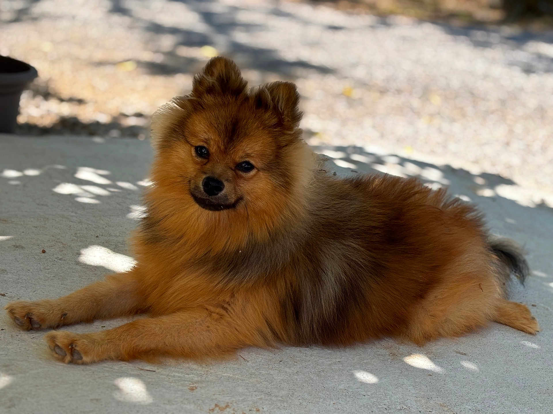 Simba a rejoint le concours — aidez-le/la à gagner de superbes lots ! dog, brown_fur, fluffy, lying_down, outdoor, sunlight, shadows, concrete, pet, canine, relaxed, animal, ears, tail, paws, cute, furry, resting, nature, daylight