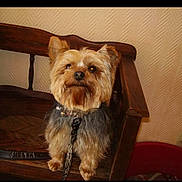 Gaya a rejoint le concours — aidez-le/la à gagner de superbes lots ! animal, beard, black, brown, companion, cute, dog, domestic, ears, fur, furniture, indoor, leash, looking_up, pet, seat, small_dog, wall, wooden_chair, yorkshire_terrier