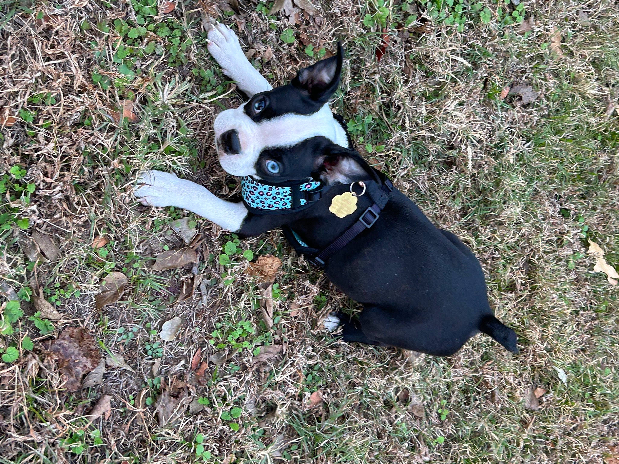 Juno joined the competition — help win amazing prizes! boston_terrier, carnivore, collar, companion_dog, dog, dog_breed, dog_collar, dog_supply, fawn, grass, pet_supply, plant, snout, sporting_group, tail, terrestrial_animal, toy_dog, tree, whiskers, working_animal