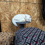 Spot joined the competition — help win amazing prizes! cat, white_cat, sleeping, pet_bed, blanket, paw_prints, garage, wooden_wall, furniture, indoor, cozy, animal, resting, feline, quiet, comfortable, perch, domestic_animal, nap, fur